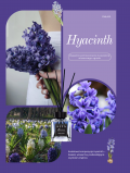 Alya Patyczki Zapachowe Hyacinth 100ml
